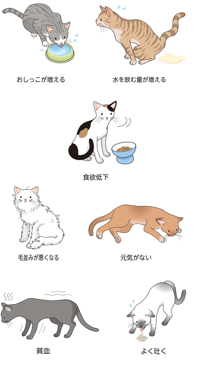 猫の慢性腎臓病 | ベーリンガーインゲルハイム アニマルヘルス